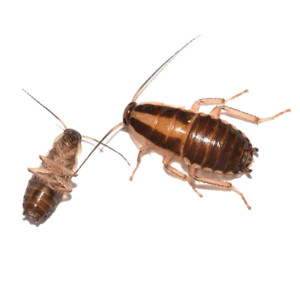 German Cockroach identification in Anaheim CA |  Econex Pest Management